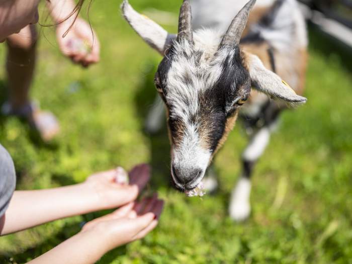 Heidi-Hotel Falkertsee 219-4193-print_HeidiHotel_Falkert_2023_by_Gert_Perauer